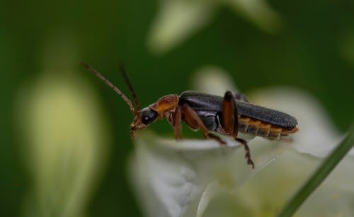 Foto stok gratis alam, antena, beetle