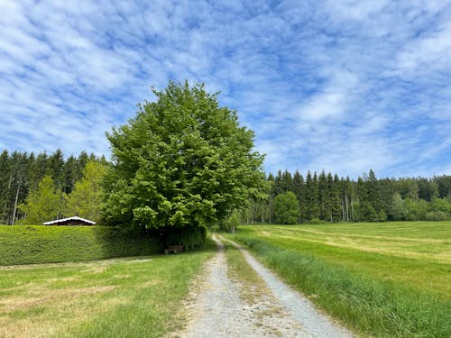 Free Pathway in Between Green Grass Field Stock Photo