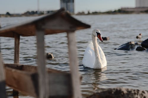 Бесплатное стоковое фото с белый лебедь, вода, водоплавающая птица