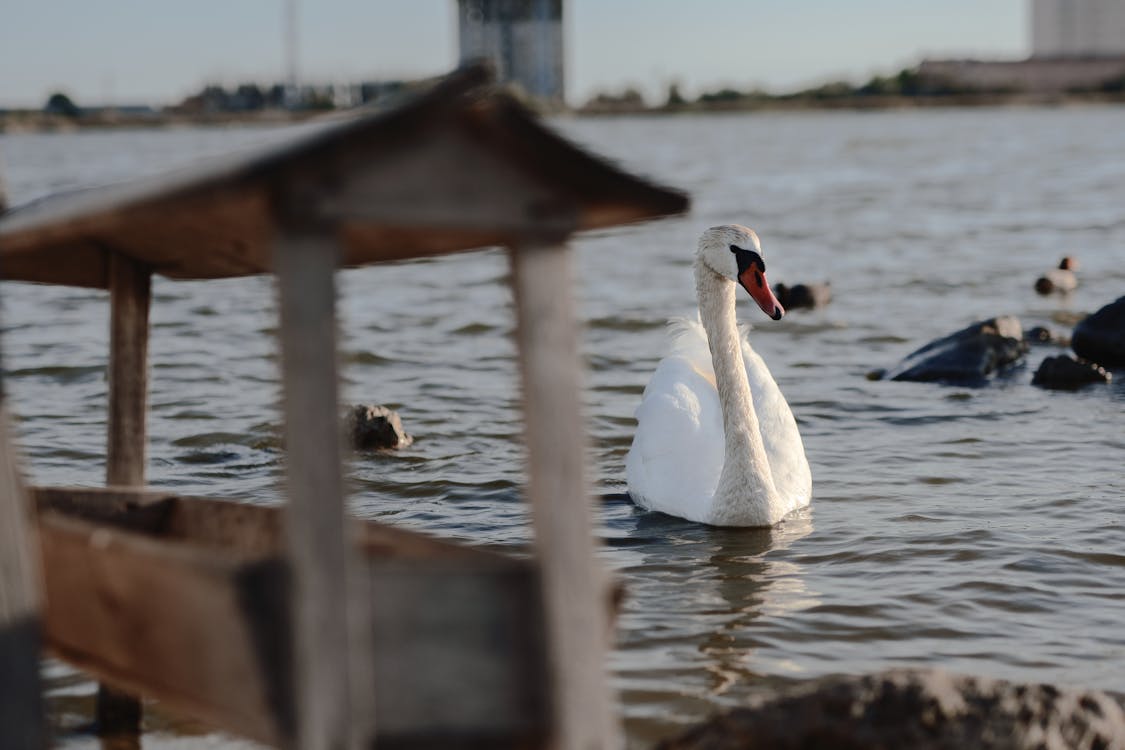 Kostnadsfri bild av djur, djurfotografi, fågel