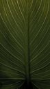 Macro Photography of Green Leaf