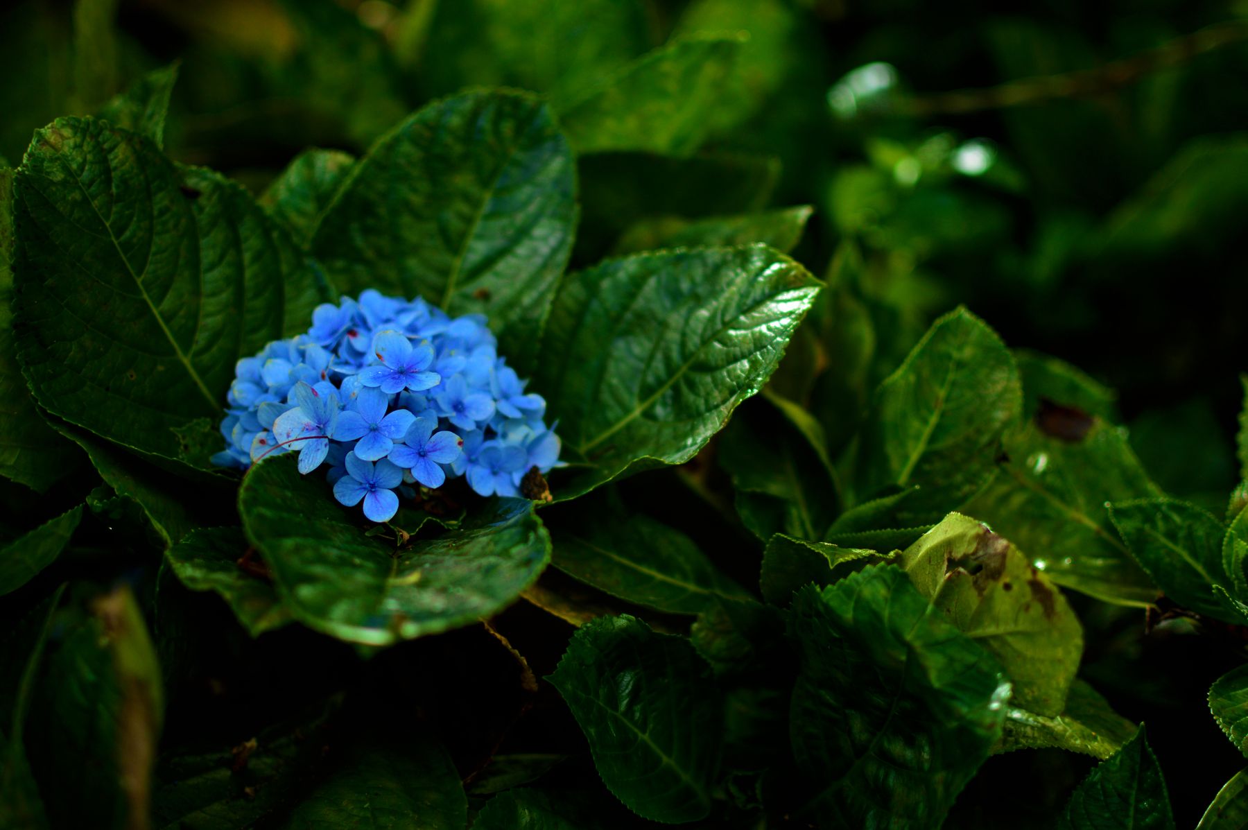 How to Handle Winter-Damaged Stems — hydrangea pruning and care