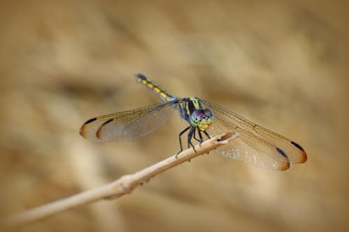 Δωρεάν στοκ φωτογραφιών με odonata, εντομολογία, κουρνιασμένος