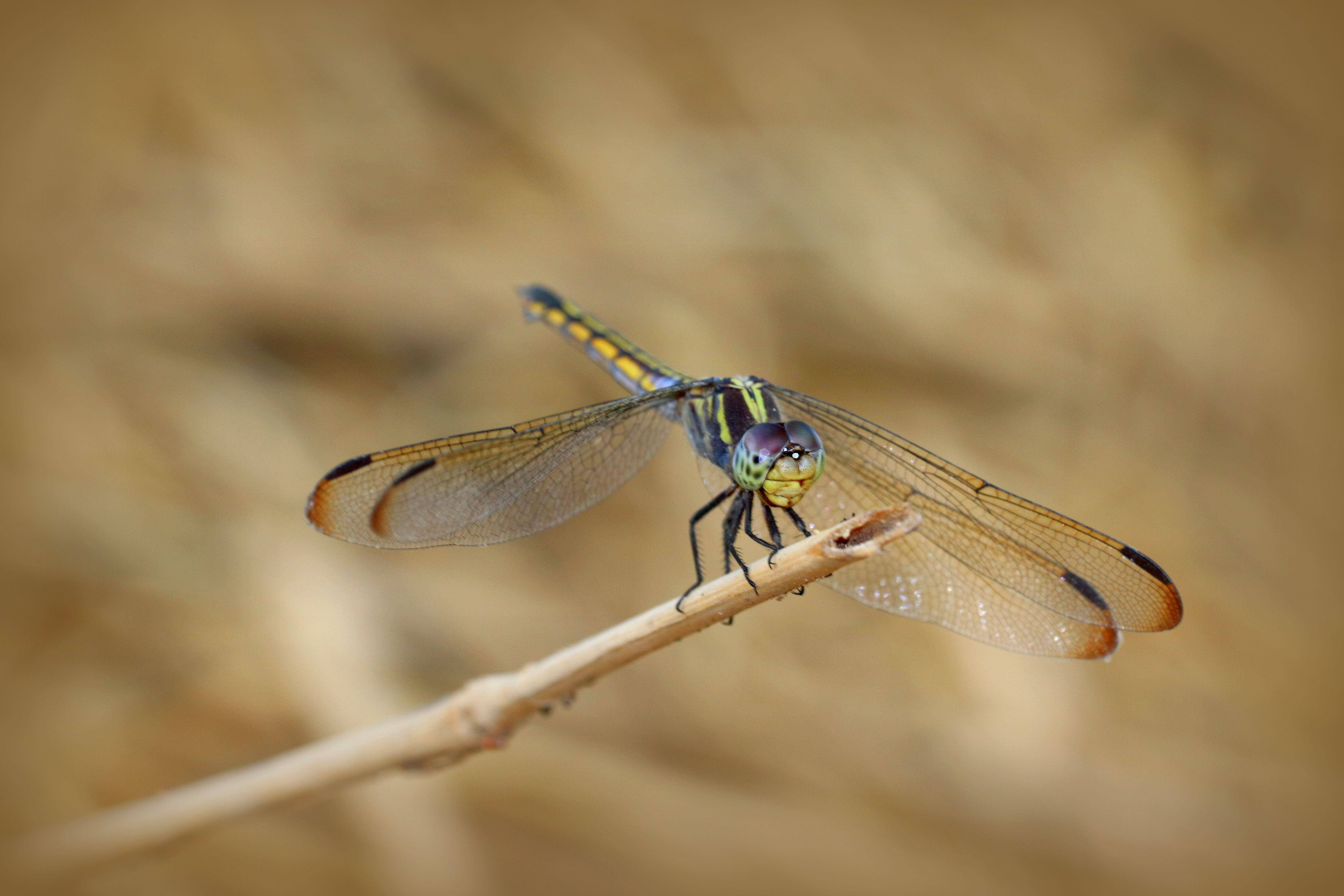 Black Dragonfly Perched on Green Grass · Free Stock Photo