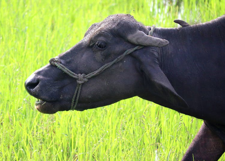 Close Photo Of A Carabao