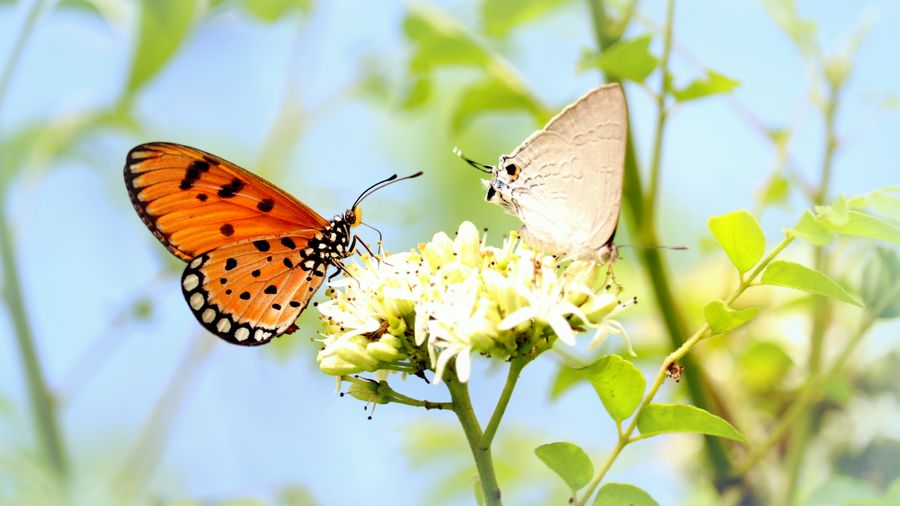 How to Create a Butterfly Garden