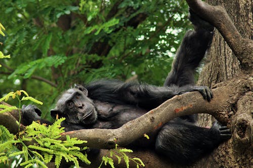 Foto d'estoc gratuïta de arbres, branques, fotografia d'animals