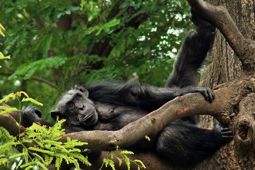 Free A chimpanzee leisurely reclines on a tree, surrounded by verdant foliage in a jungle setting. Stock Photo
