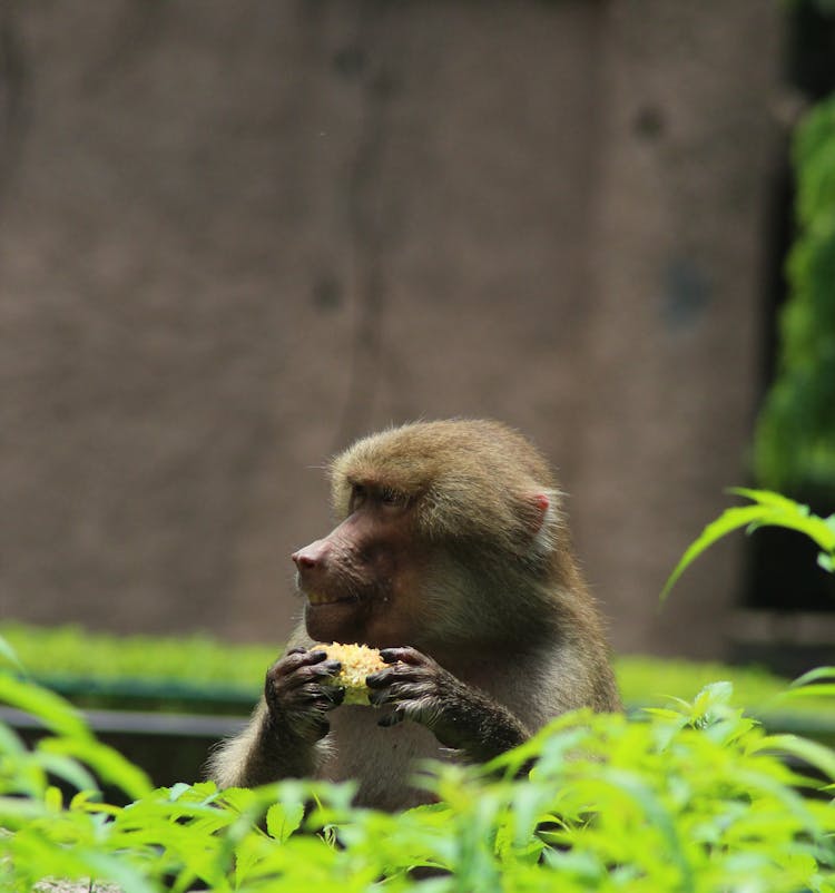 A Monkey Eating A Corn