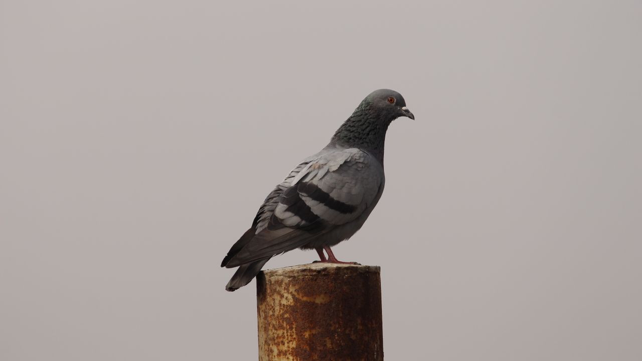 a detailed side view of a pigeon perched on a wooden post against a ne