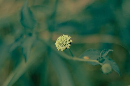 Free stock photo of 35mm film, beautiful flower, film photography Stock Photo