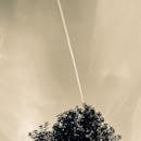 Green Leaf Tree Under Cloudy Sky