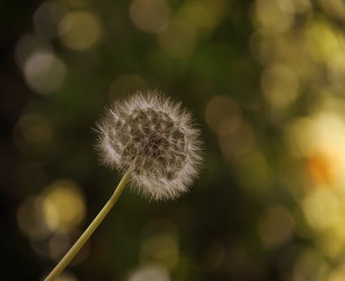 Free stock photo of dandelion, nature