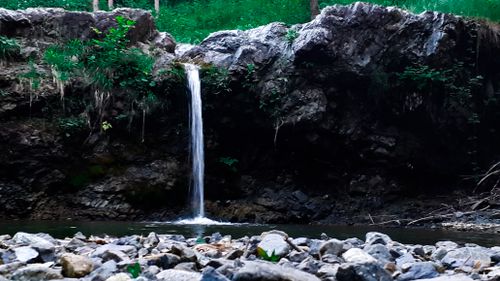 Free stock photo of beautiful nature, dark green, lightroom Stock Photo