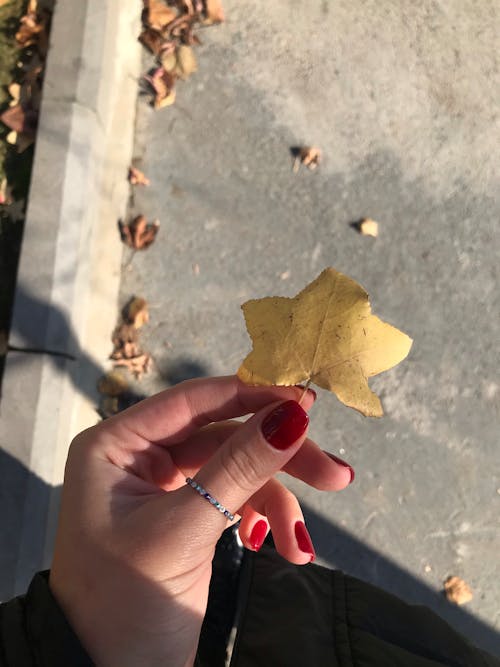 가을 낙엽, 가을 배경, 가을 색의 무료 스톡 사진