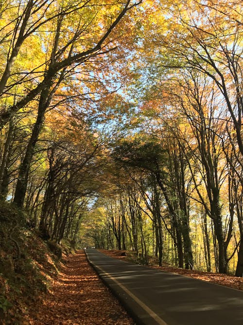 Foto d'estoc gratuïta de atmosfera de outono, aventura forestal, bosc de tardor