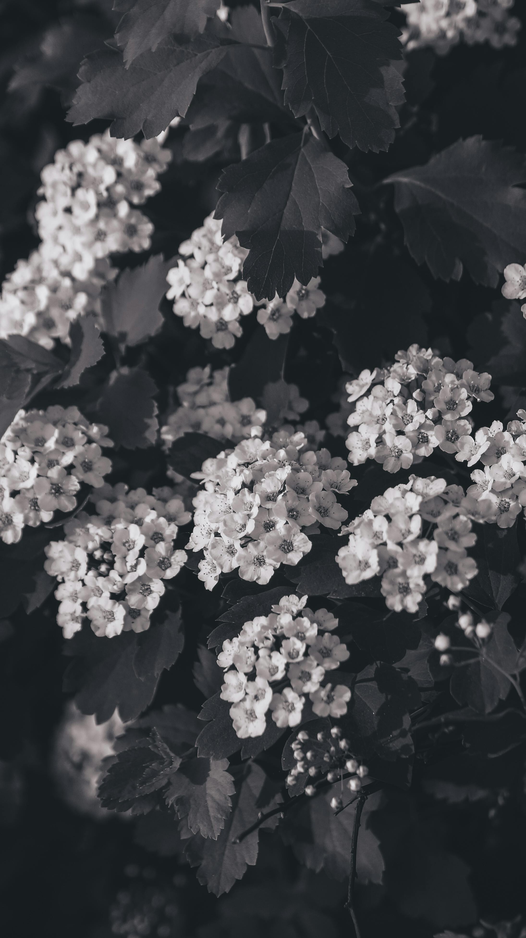 Black and white close-up photograph of blooming flowers amidst lush leaves, taken outdoors.