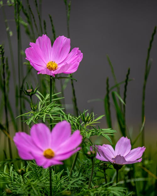 Free Pink Garden Cosmos in Close-up Photography Stock Photo