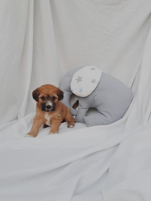 Darmowe zdjęcie z galerii z brązowy pies, pies, pysk