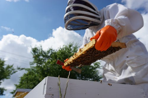Free stock photo of bee farming, beehive, beekeeping Stock Photo