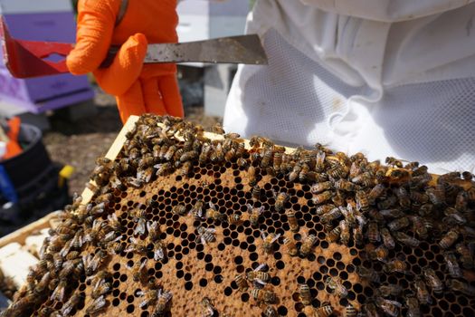 farm store honey