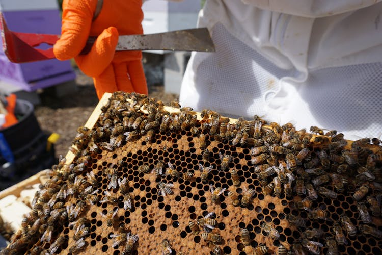 Working Bees On Honeycomb Taken From Hive