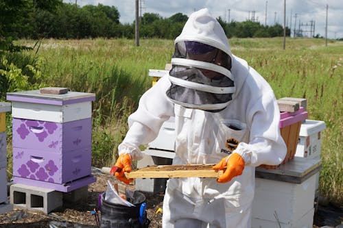 Foto profissional grátis de abelha, agricultura, alimento