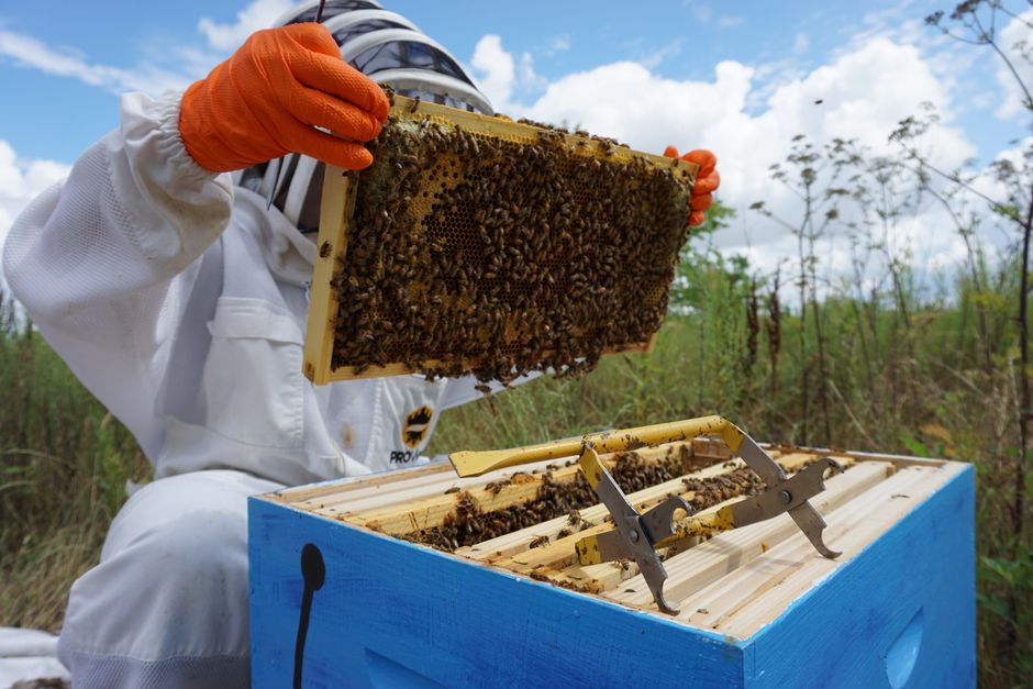 A beekeeper examining a honeycomb frame full of bees on a farm