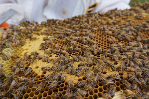 Free stock photo of beehive, beekeeping, bees