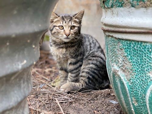 Free Close-Up Photo of a Tabby Cat Near Pots Stock Photo