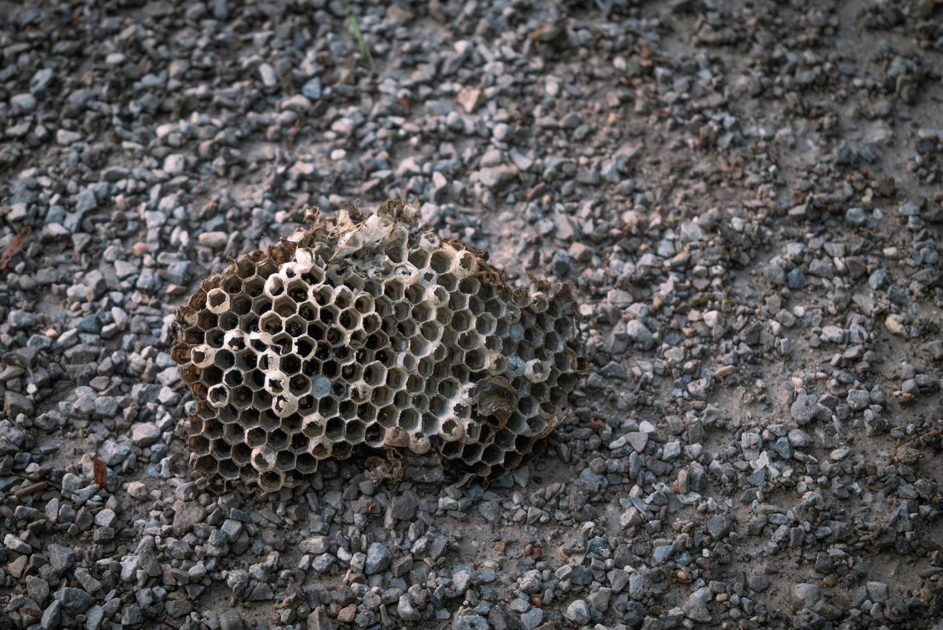 Close-up of an abandoned wasp nest on a textured gravel ground, showcasing natural patterns.