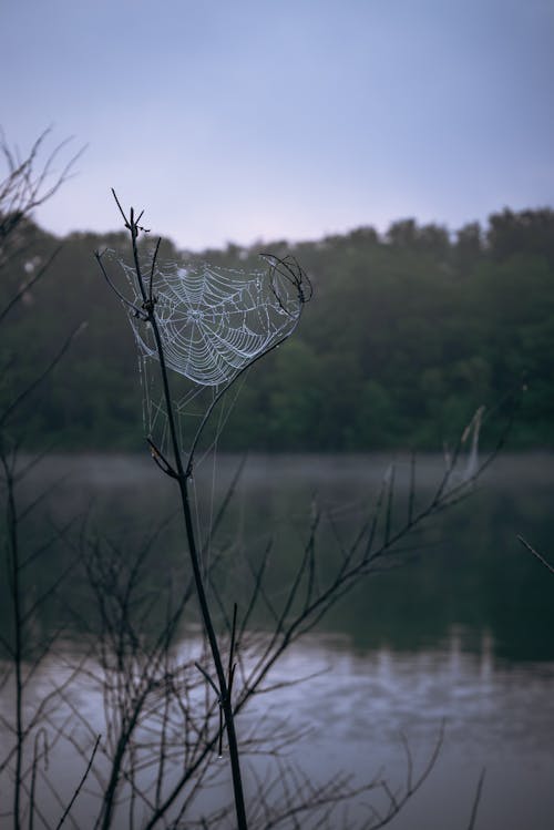 Cobweb on Leafless Tree