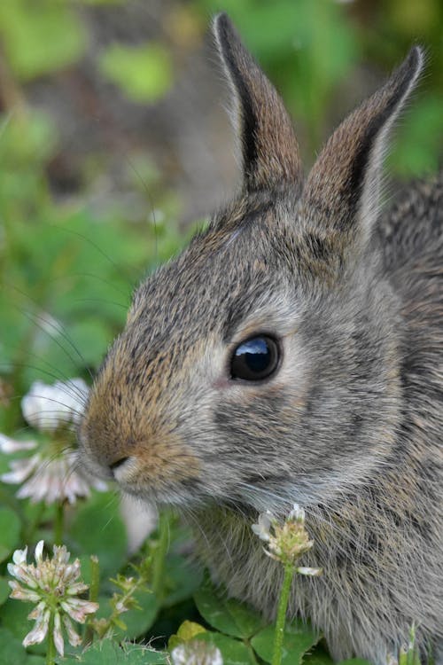 Brown Rabbit on Green Grass