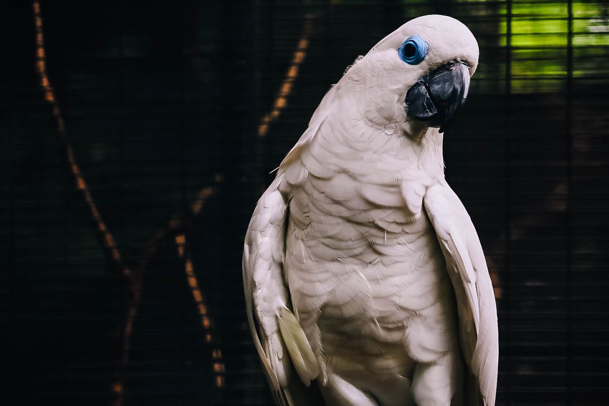 Close-up portrait of a white Umbrella Cockatoo showing expressive eyes and pristine white feathers — Wild Birds USA