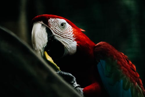 Fotografía De Enfoque Selectivo De Guacamaya Roja