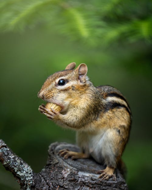 Free Chipmunk Eating a Nut on a Branch Stock Photo