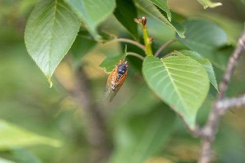 Free stock photo of brood x, cicada, outdoors Stock Photo