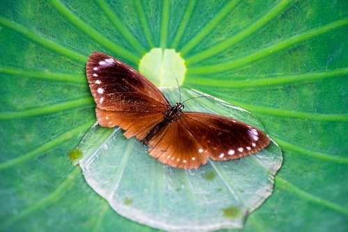 Kostenloses Stock Foto zu blatt, entomologie, flügel