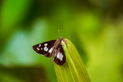 Free Macro Photography of Black Butterfly Stock Photo