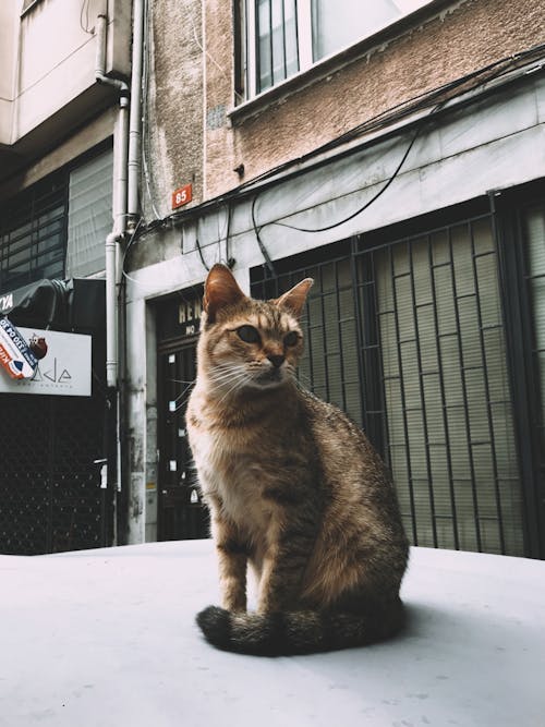 Fotobanka s bezplatnými fotkami na tému budova, cicavec, domáce zviera