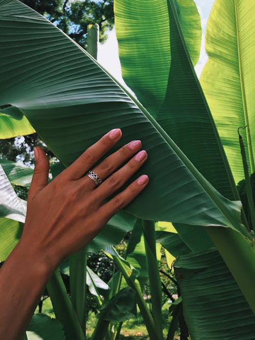 A Person Touching a Banana Leaf 