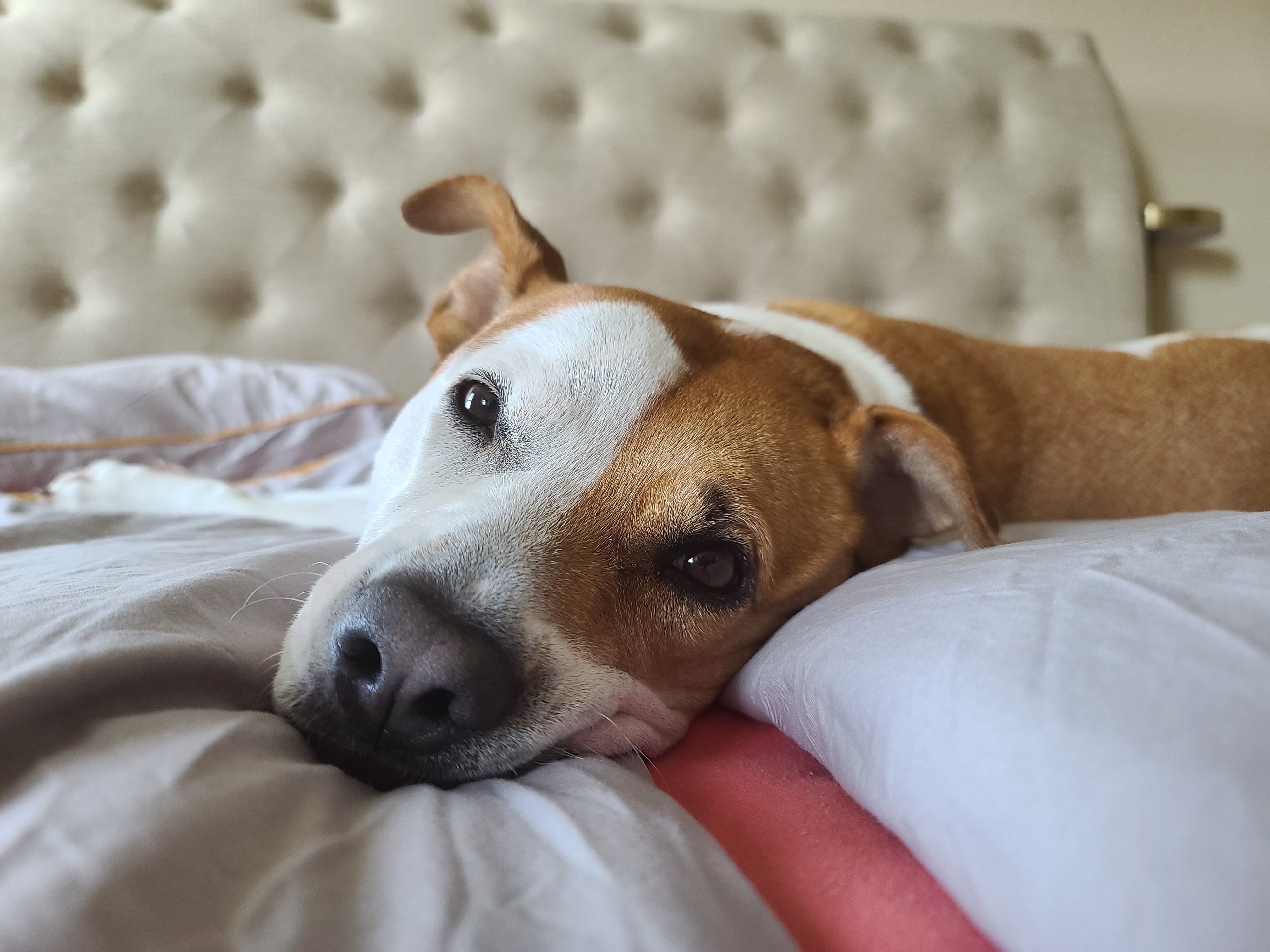 Adorable brown and white dog resting on a comfortable bed indoors.