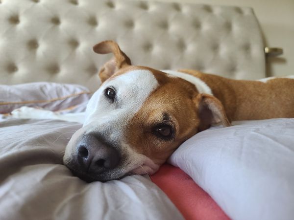 Cão hóspede no hotel da Choupal