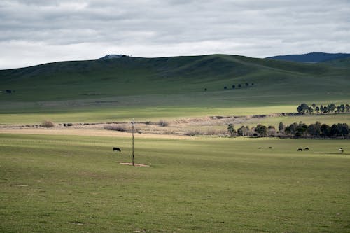 丘陵, 家畜, 山 的 免費圖庫相片
