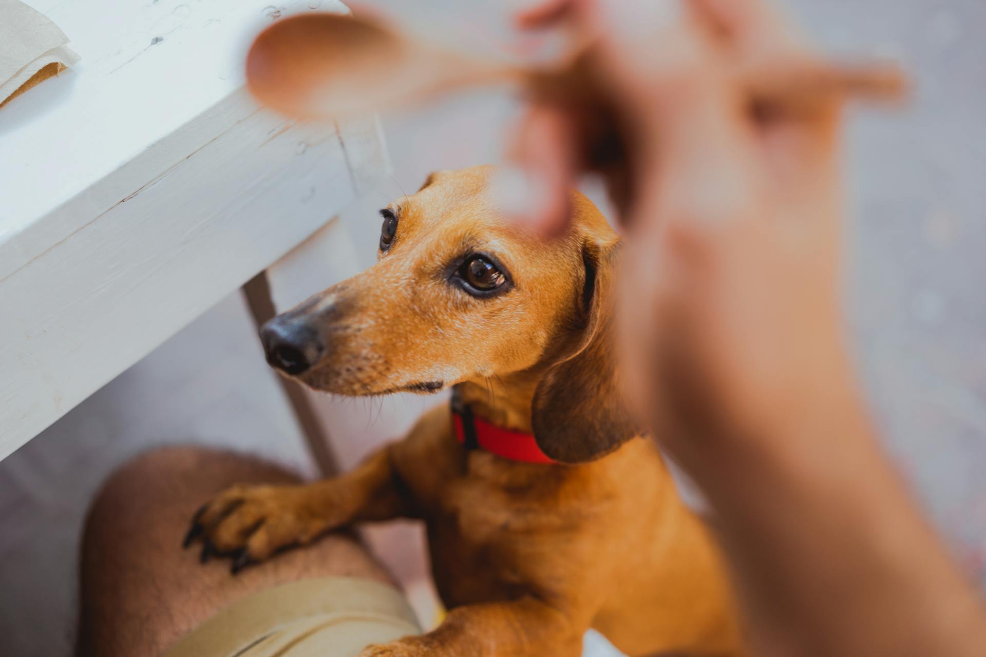 Cute Dachshund Standing on Two Paws