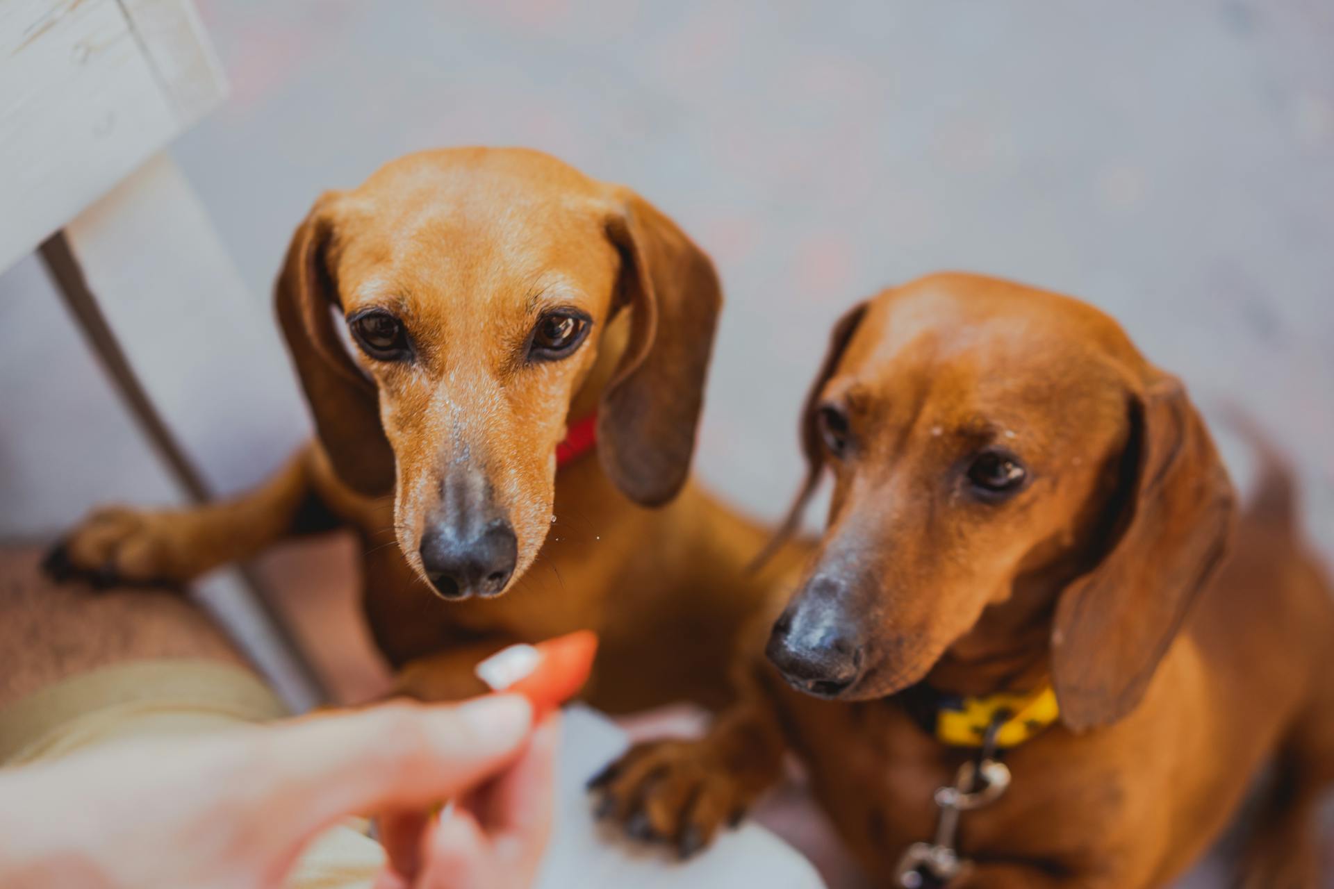 Close Up Photo of Dogs