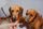 dachshund
