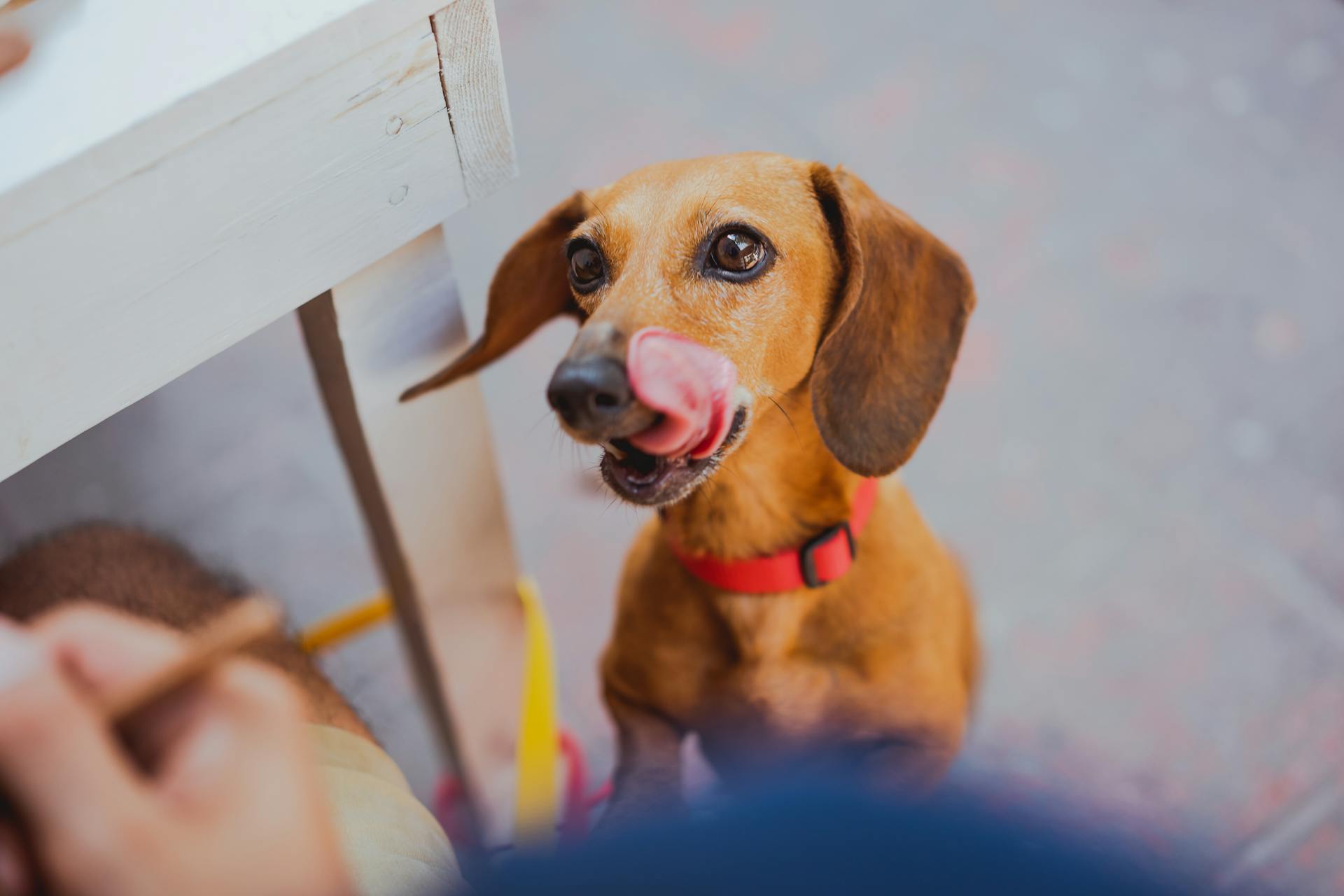 A Portrait of a Dachsund