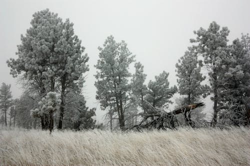 Foto d'estoc gratuïta de arbres, gebre, hivern