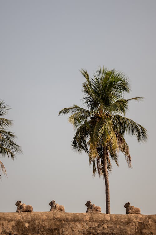 Foto profissional grátis de céu cinza, coqueiro, templo hindu